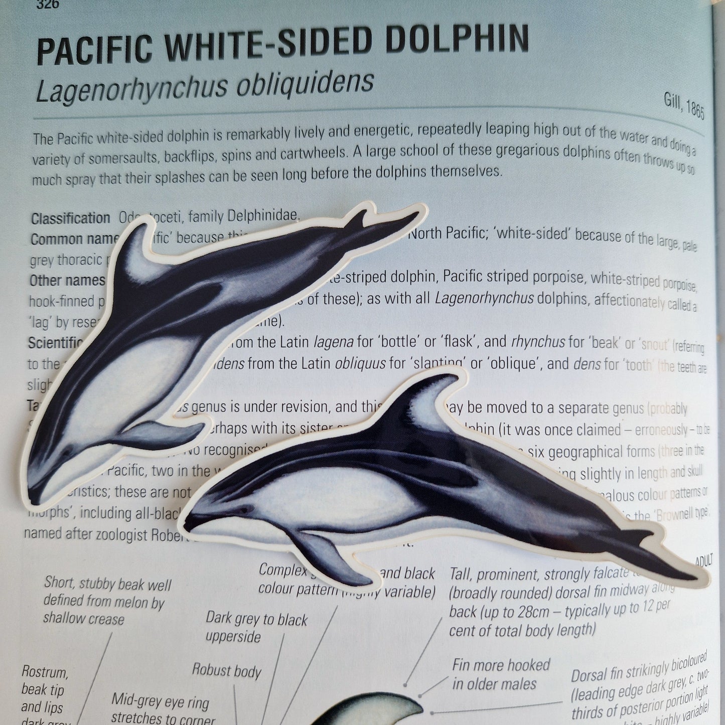 Pacific White Sided Dolphin Sticker