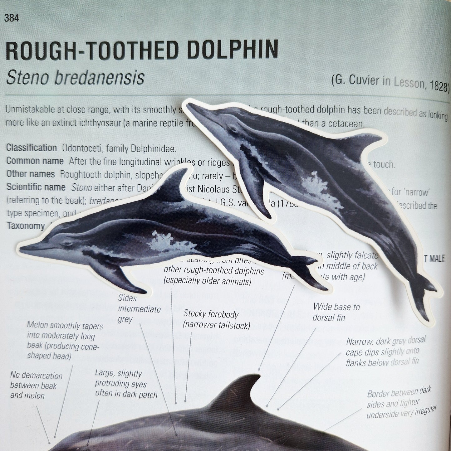 Rough Toothed Dolphin Sticker