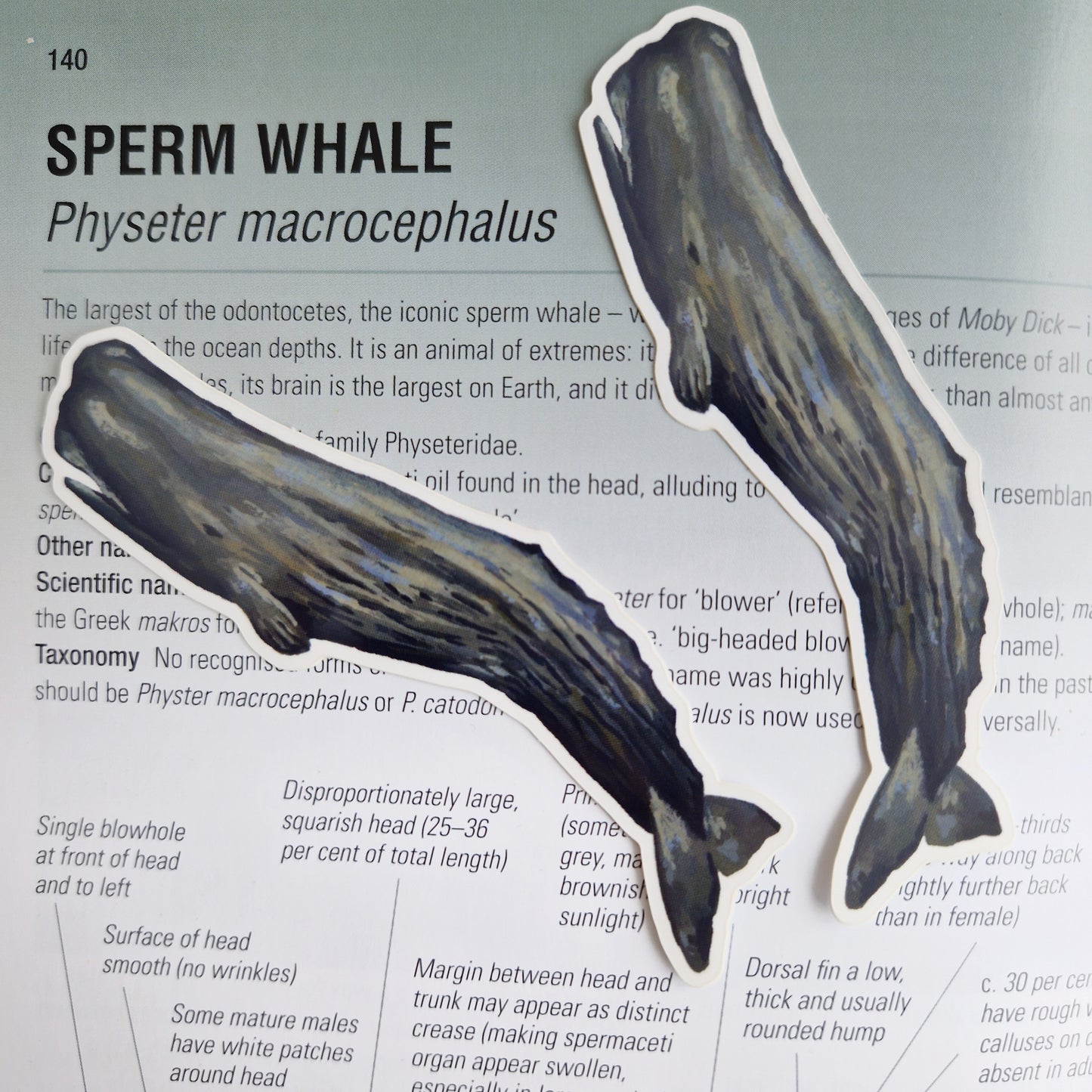 Sperm Whale Sticker