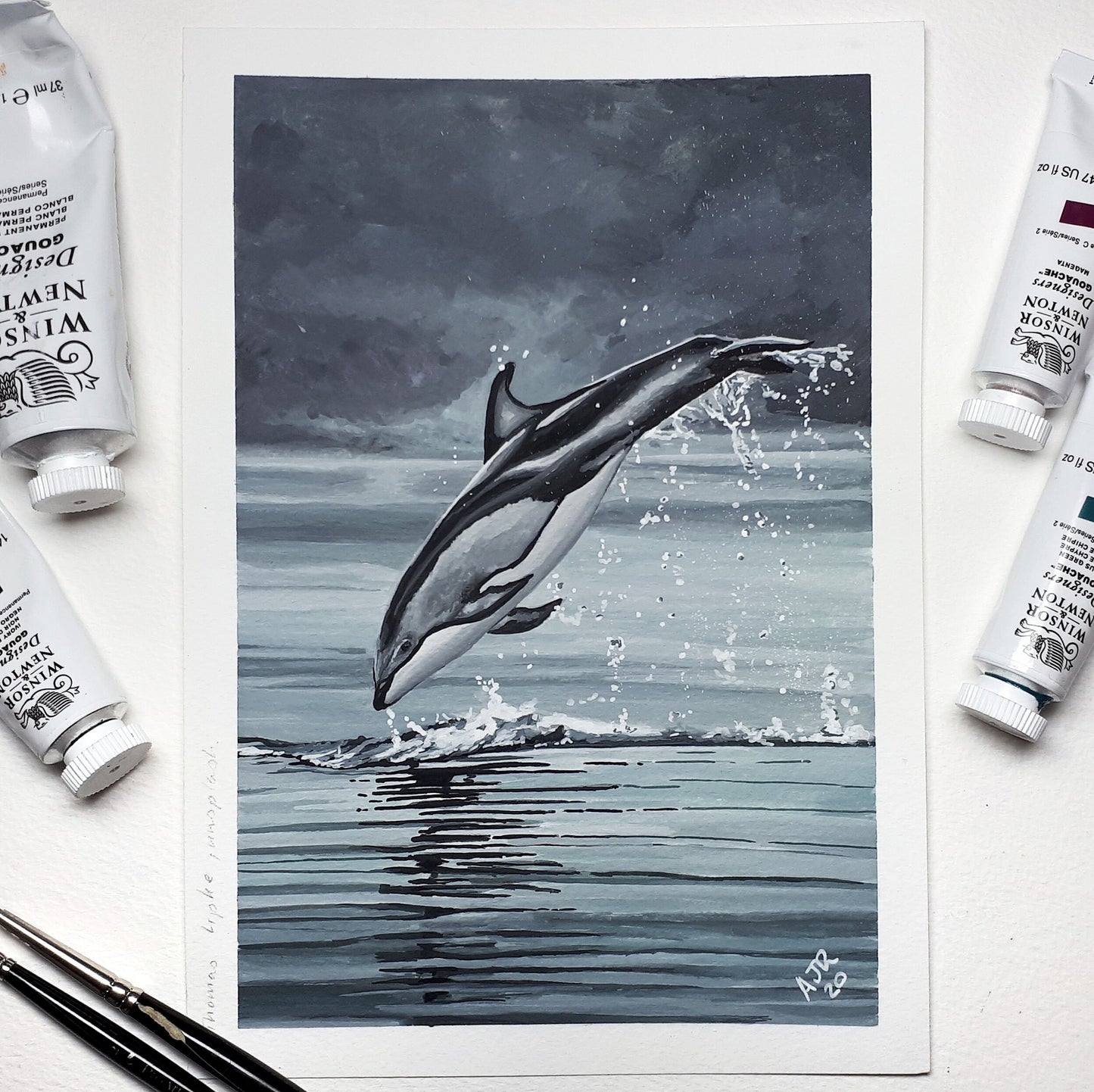 A5/A4 Giclée Print Leaping Pacific White Sided Dolphin