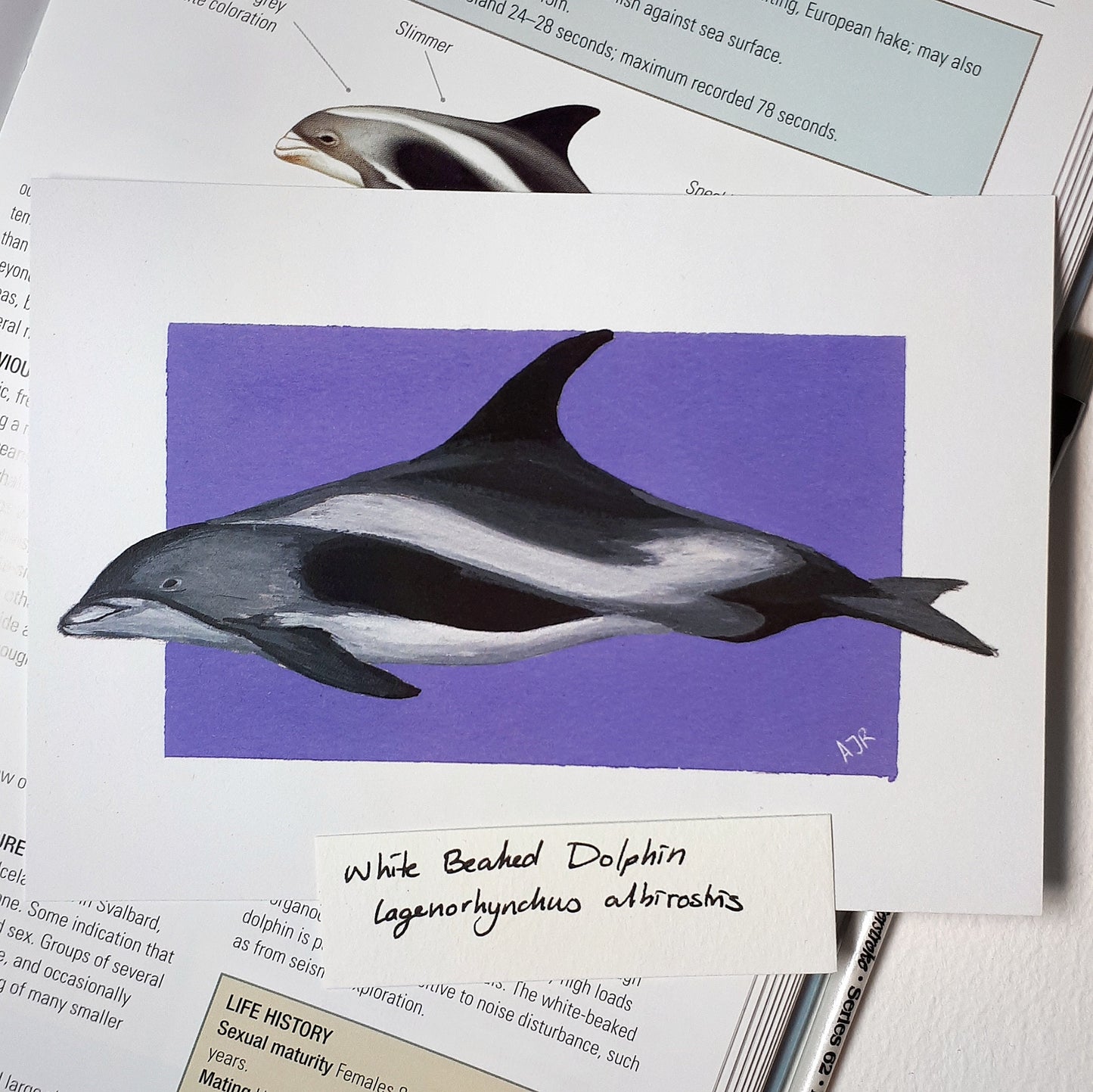Lagenorhynchus Dolphin Prints A6