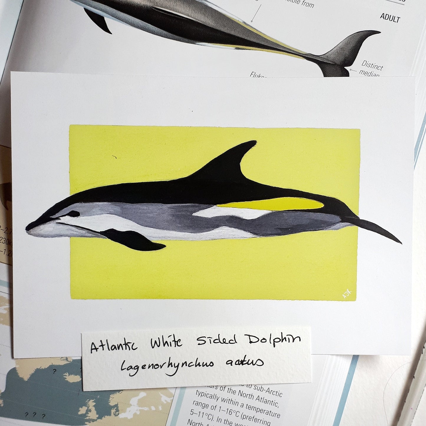 Lagenorhynchus Dolphin Prints A6