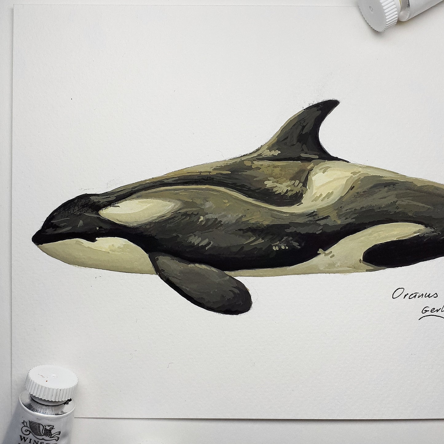 Gerlache Type B Orca Original Painting