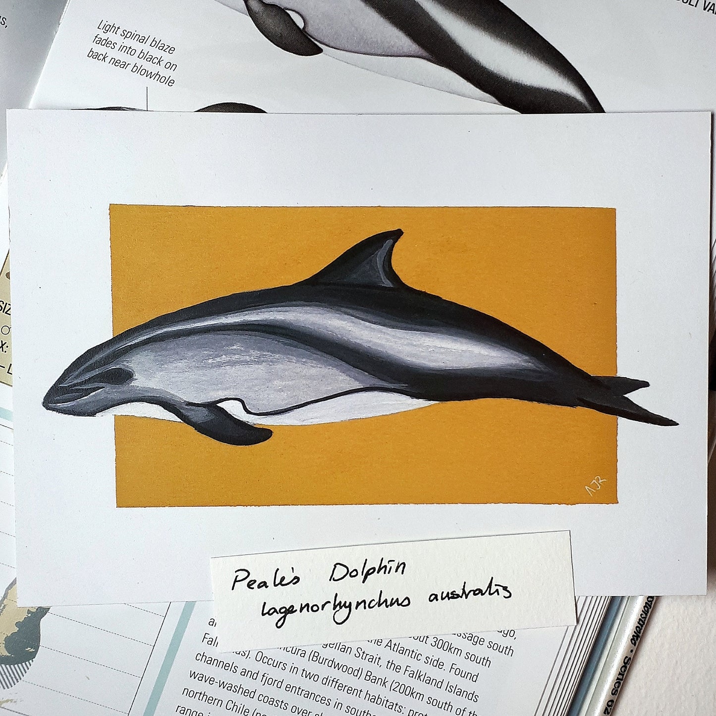 Lagenorhynchus Dolphin Prints A6