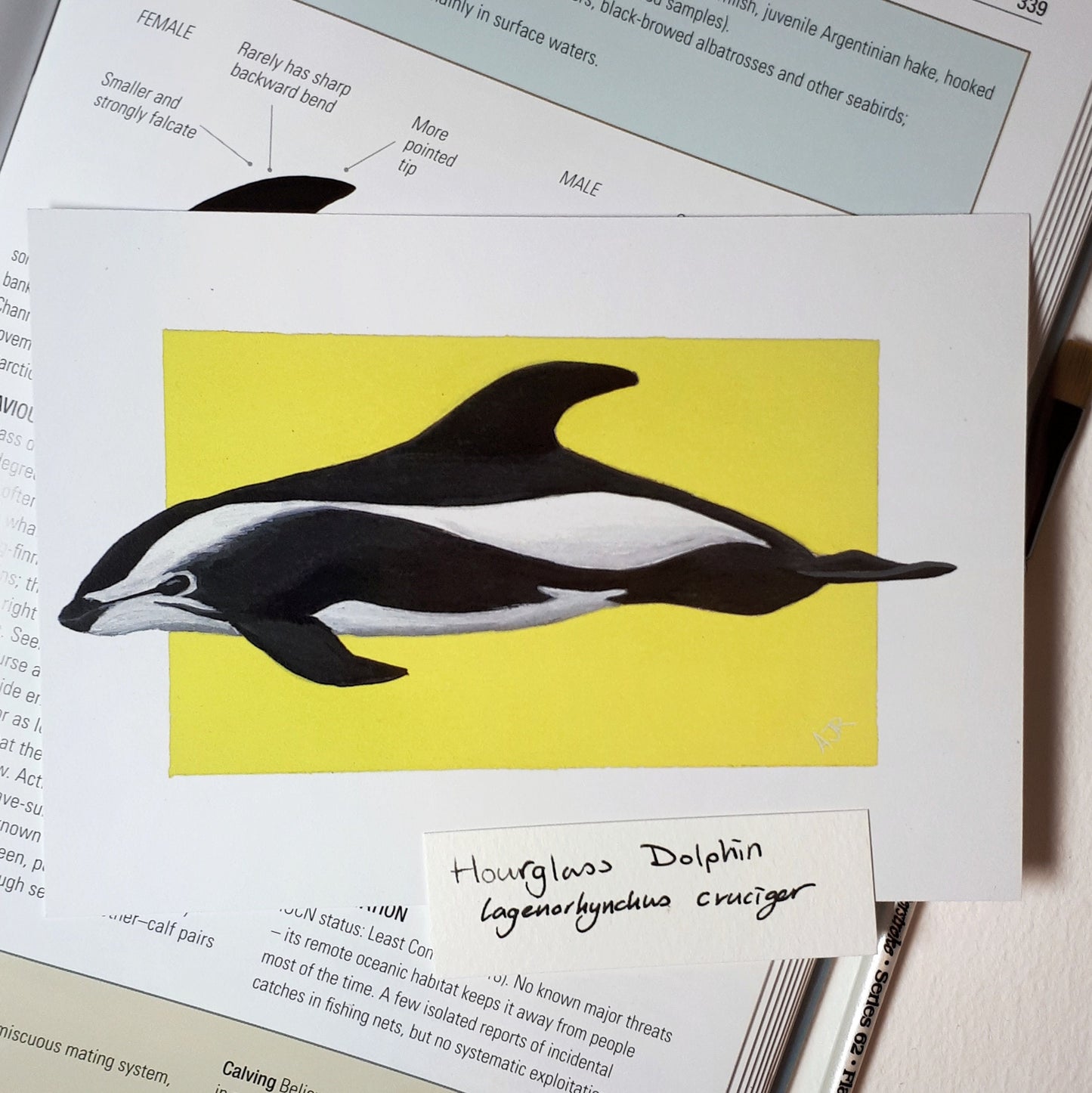 Lagenorhynchus Dolphin Prints A6