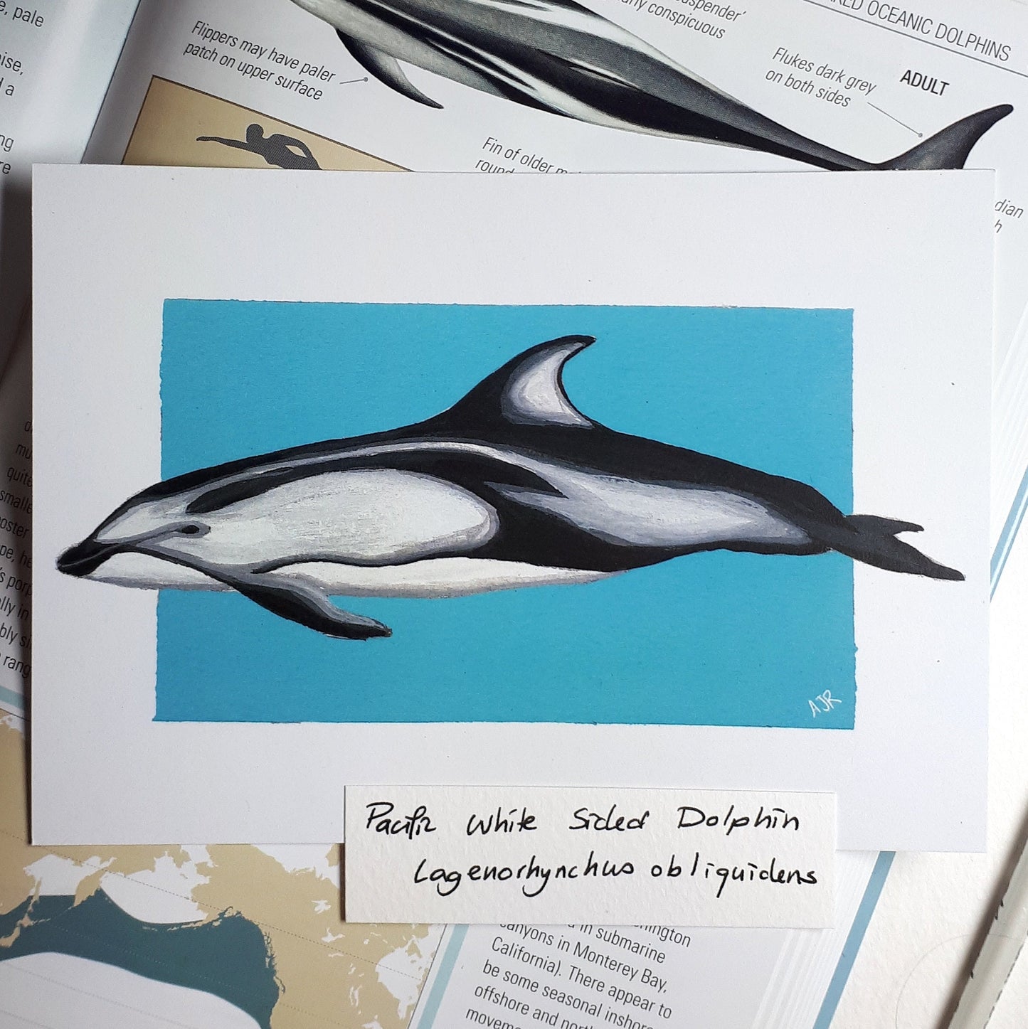 Lagenorhynchus Dolphin Prints A6