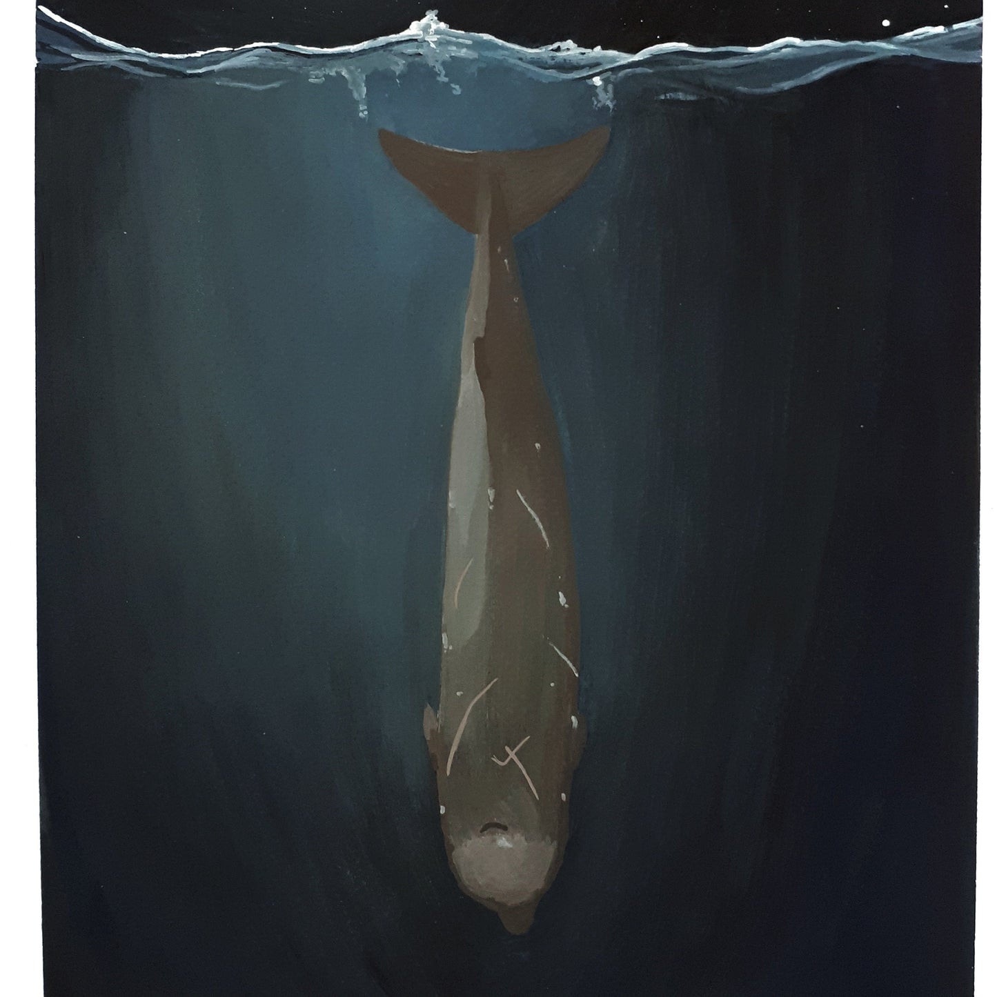 Diving Northern Bottlenose Whale