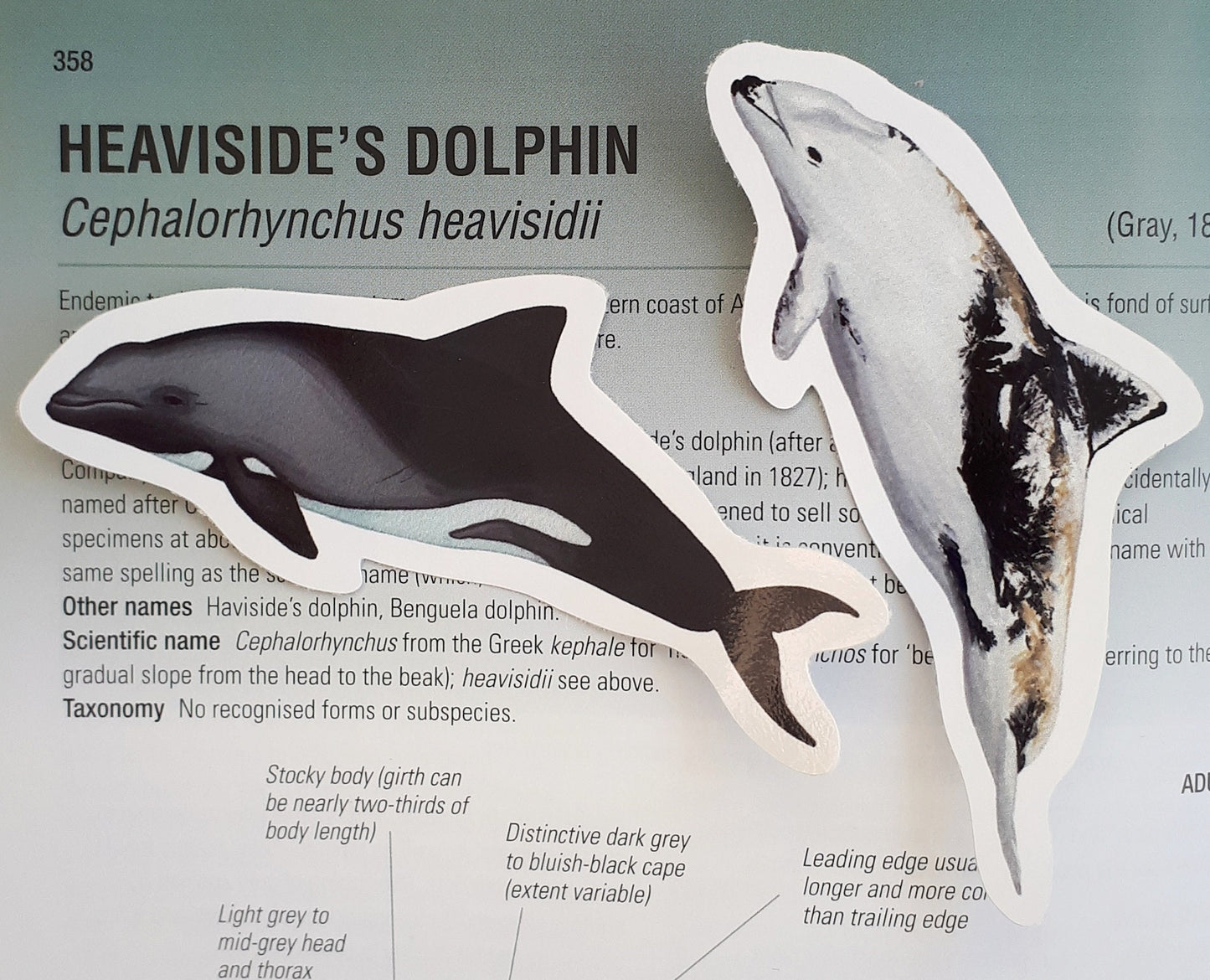 Heaviside's Dolphin Stickers