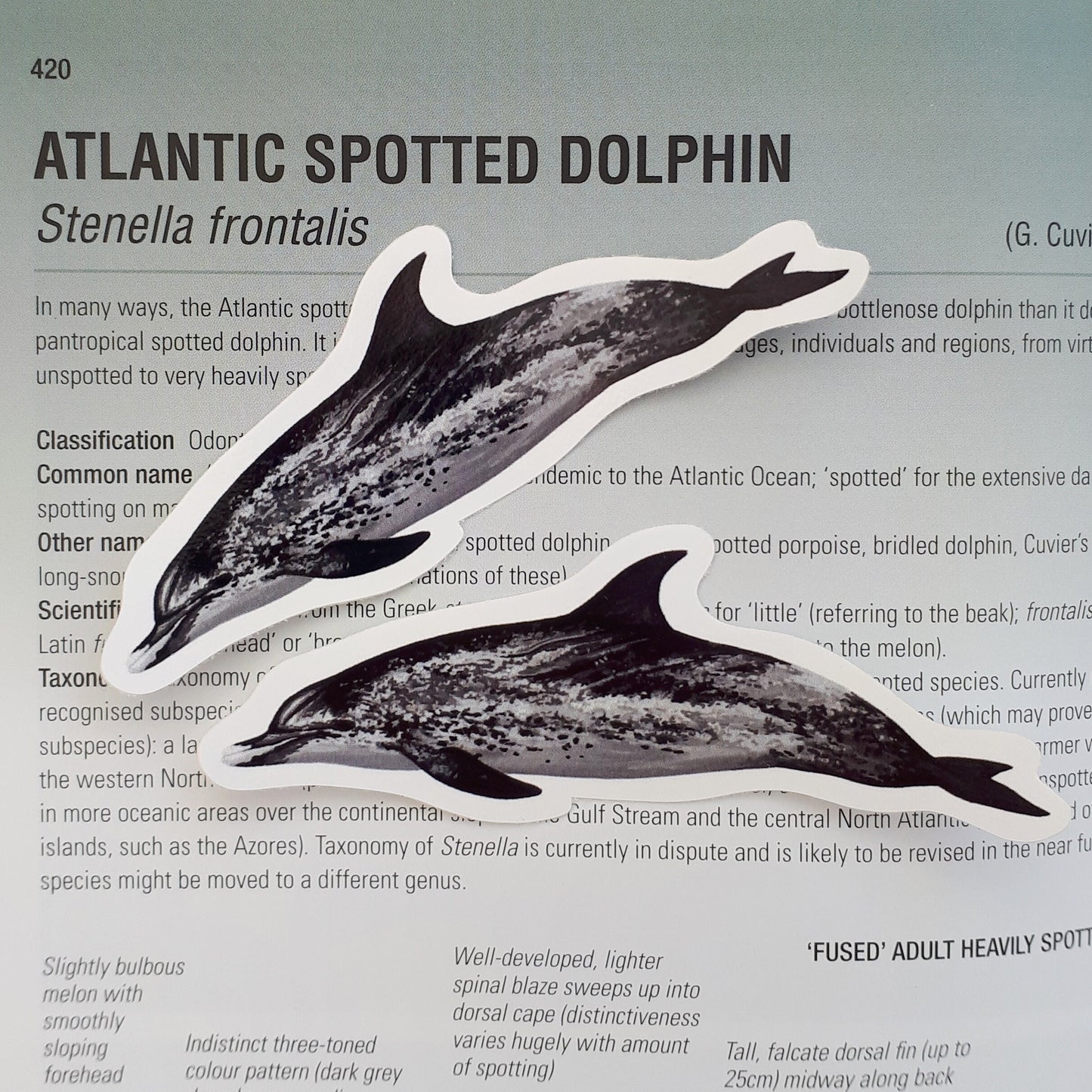 Spotted Dolphin Sticker