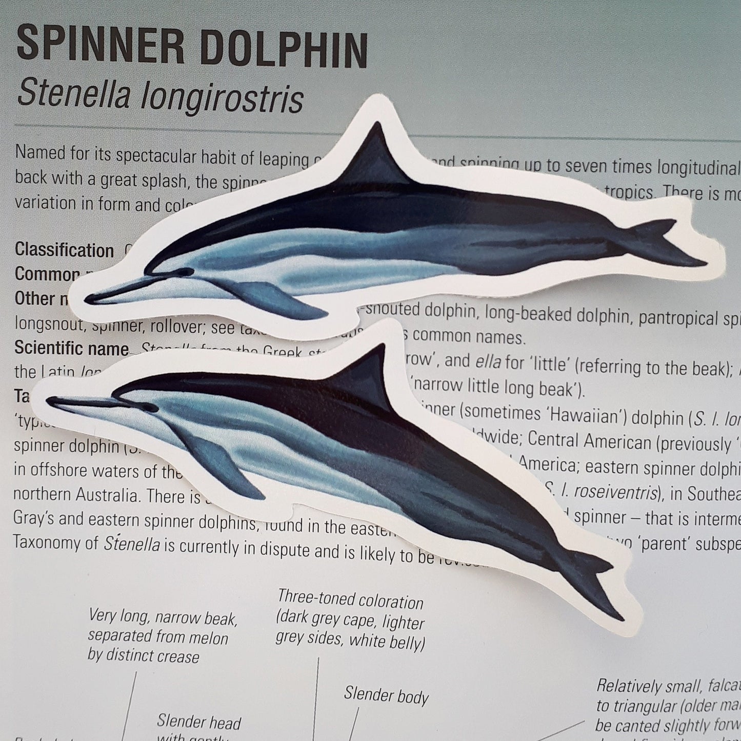 Spinner Dolphin Sticker
