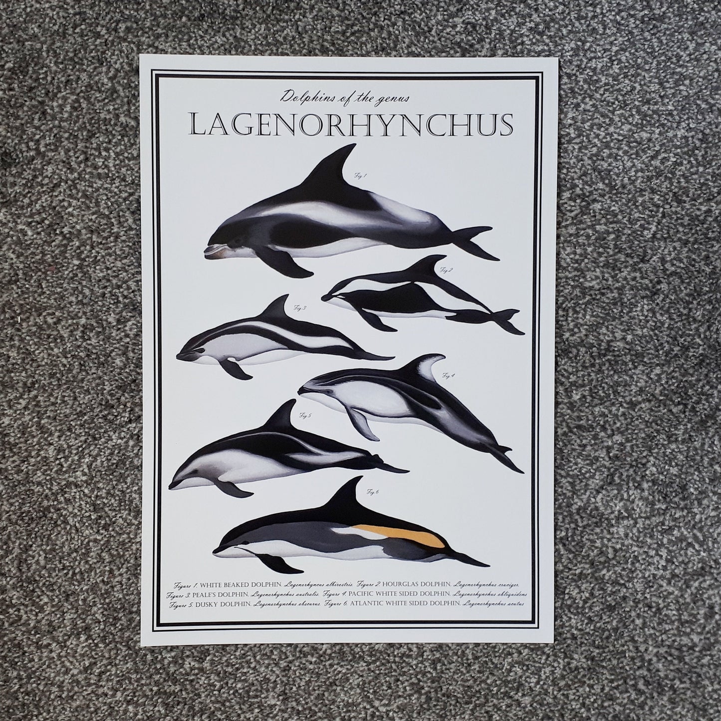 Lagenorhynchus Poster