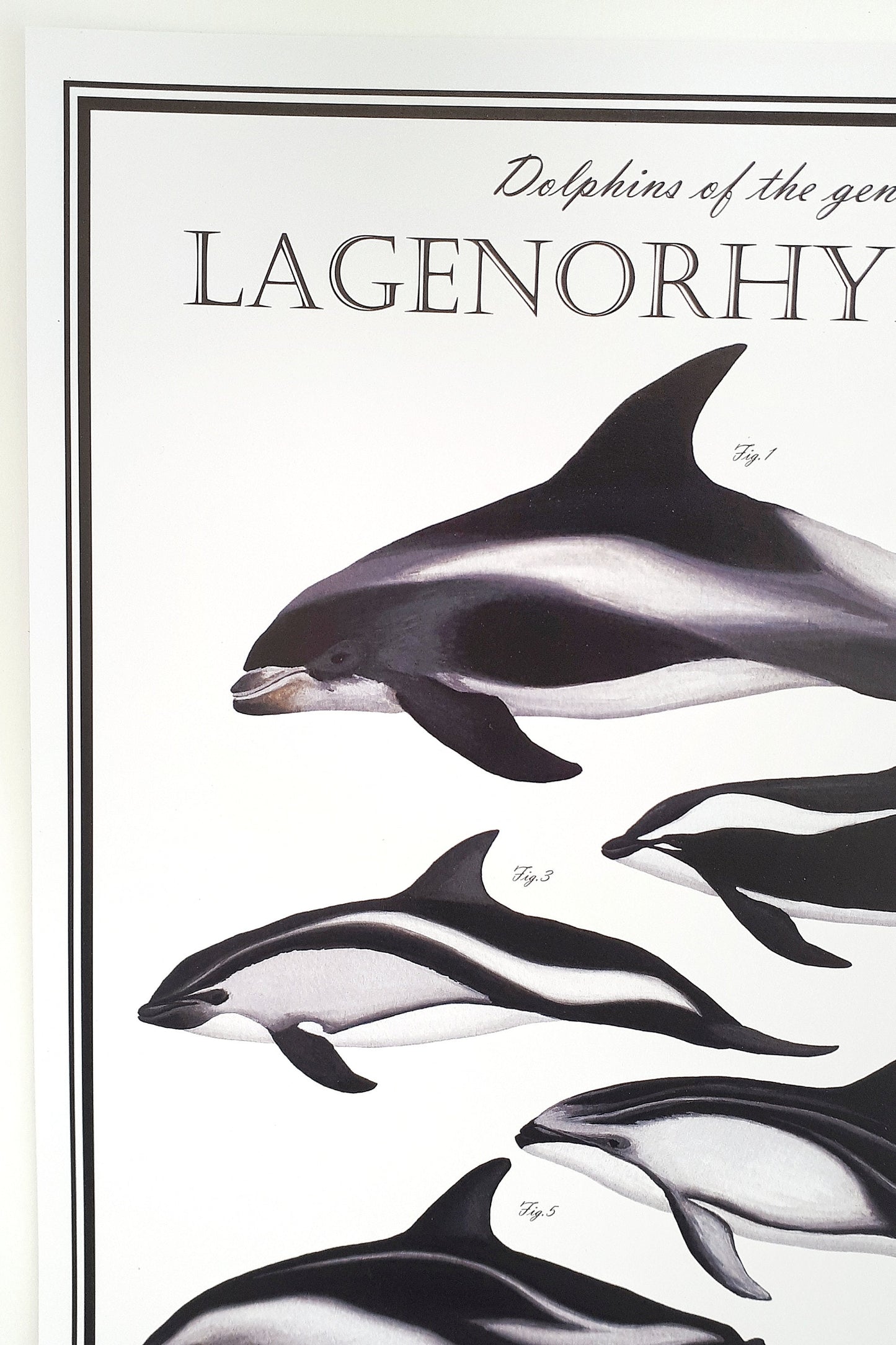 Lagenorhynchus Poster