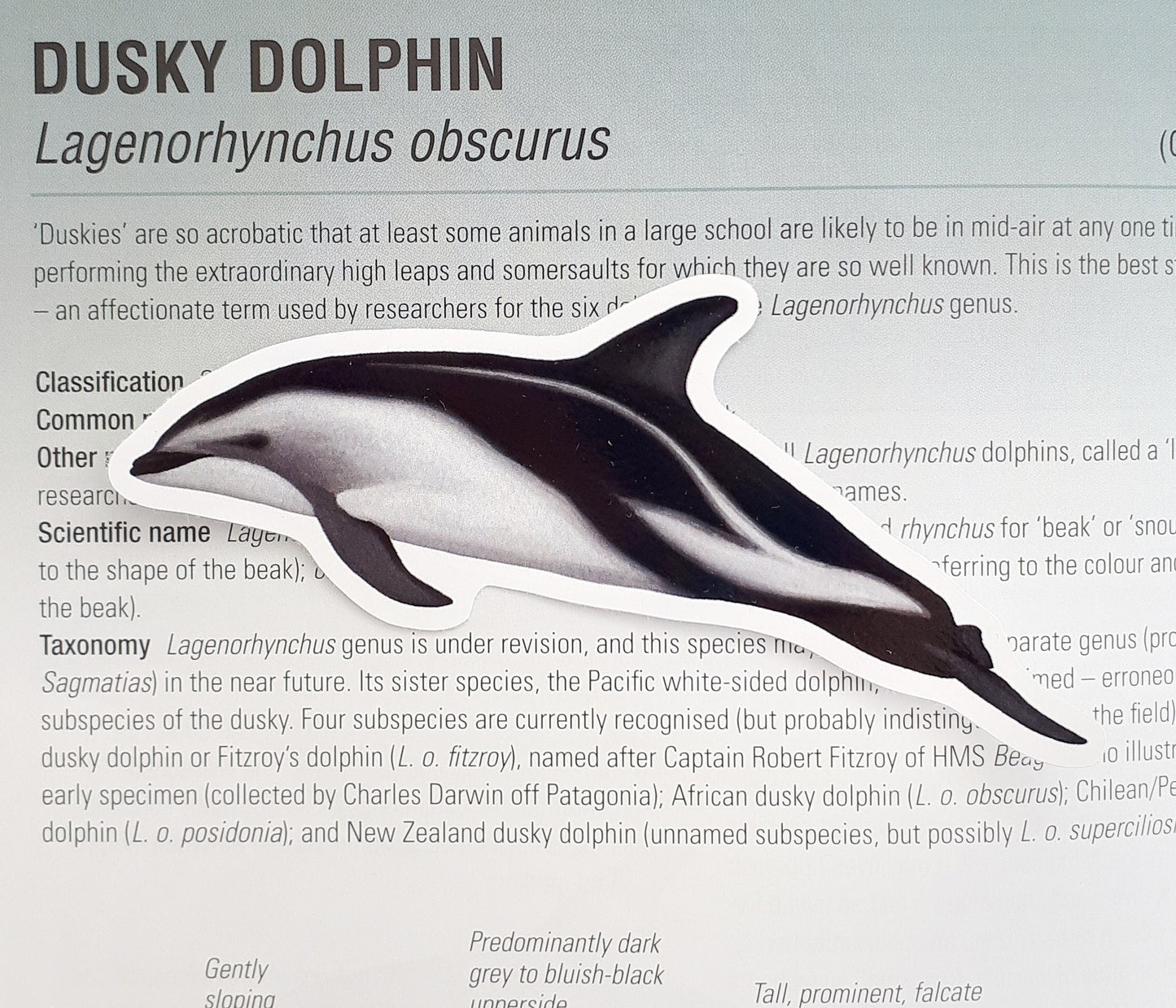 Dusky Dolphin Sticker