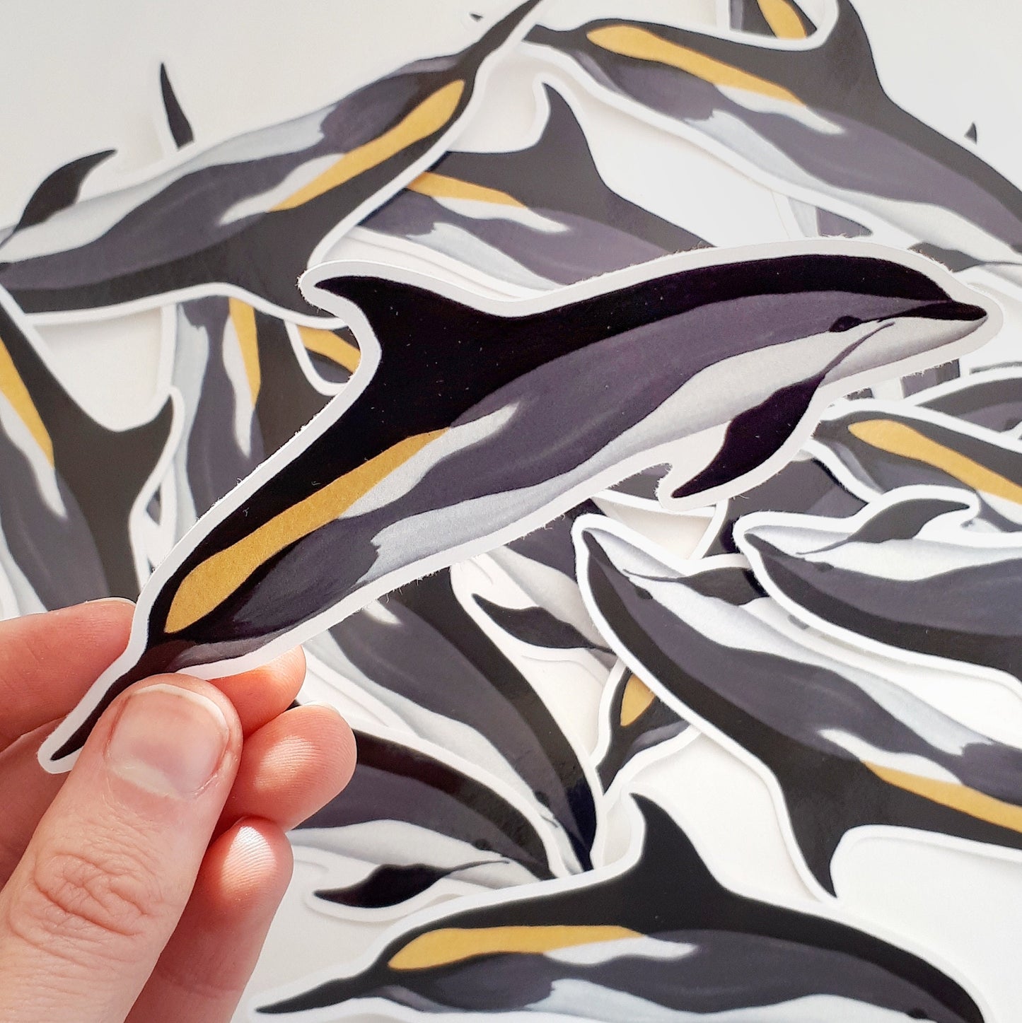 Atlantic White Sided Dolphin Sticker