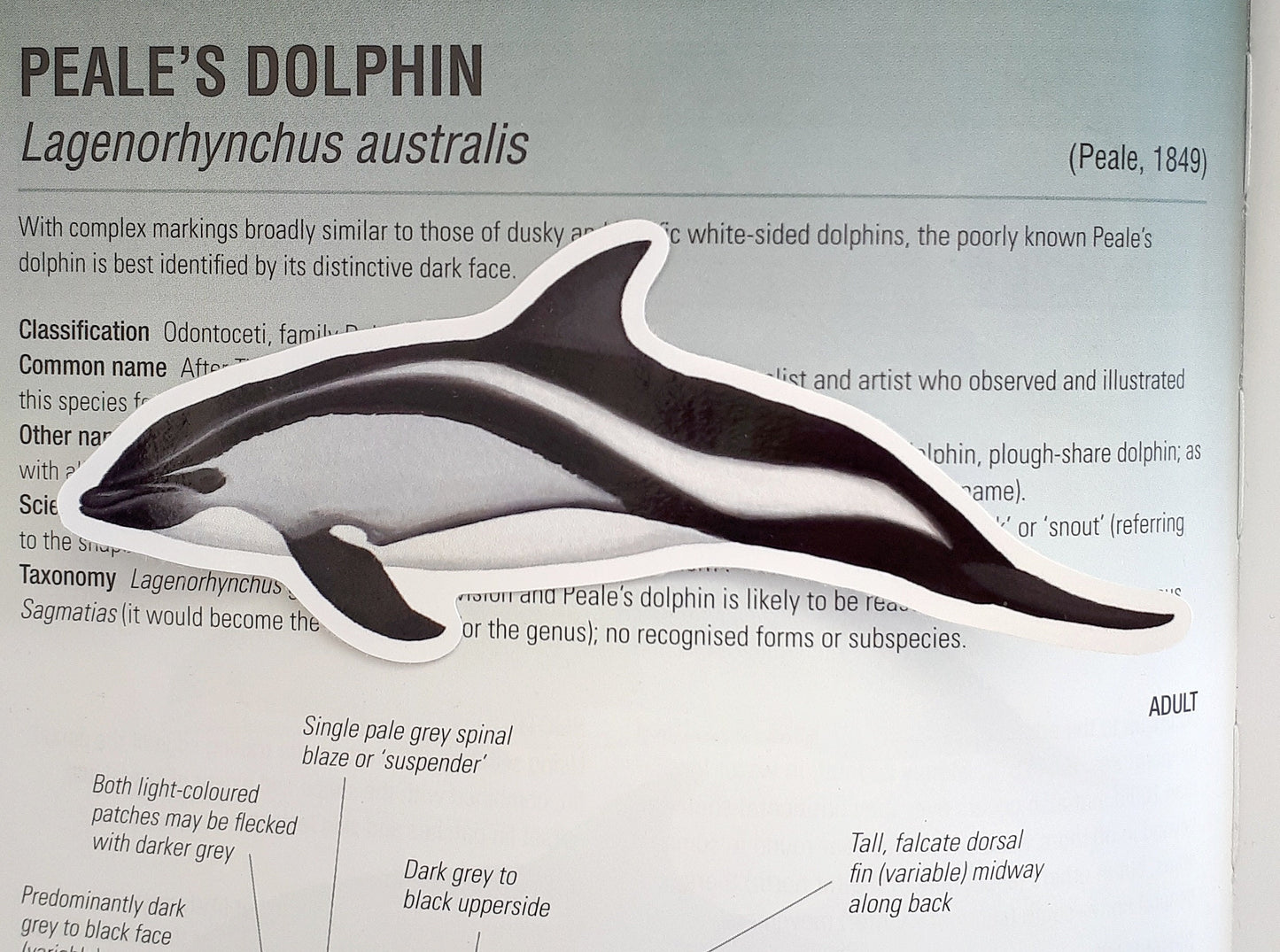 Peale's Dolphin Sticker