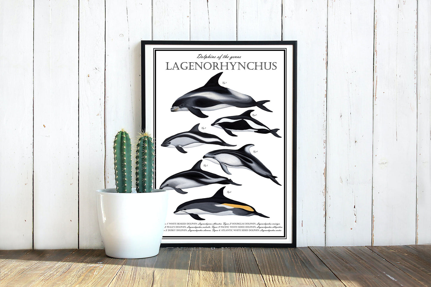 Lagenorhynchus Poster