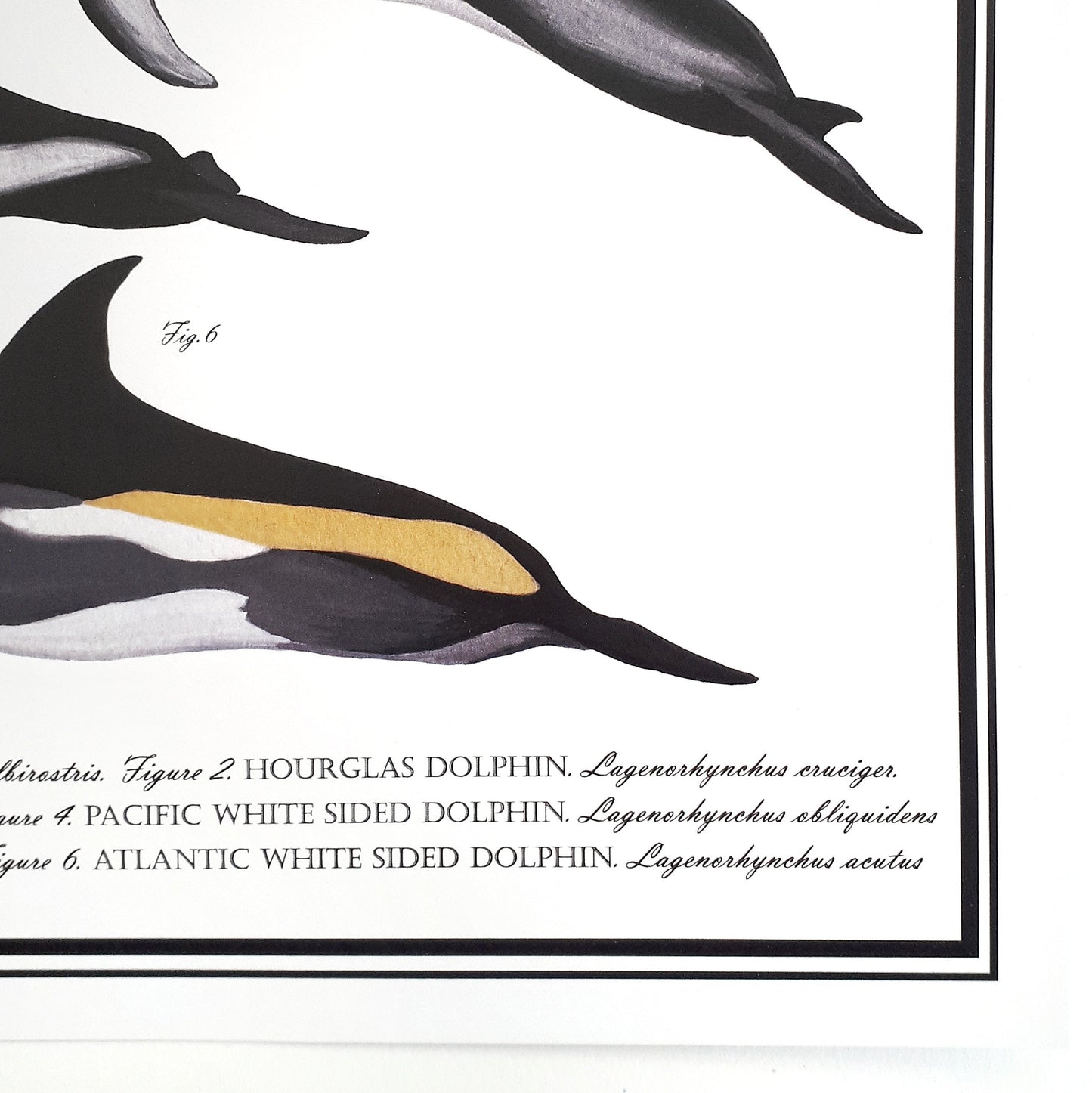 Lagenorhynchus Poster