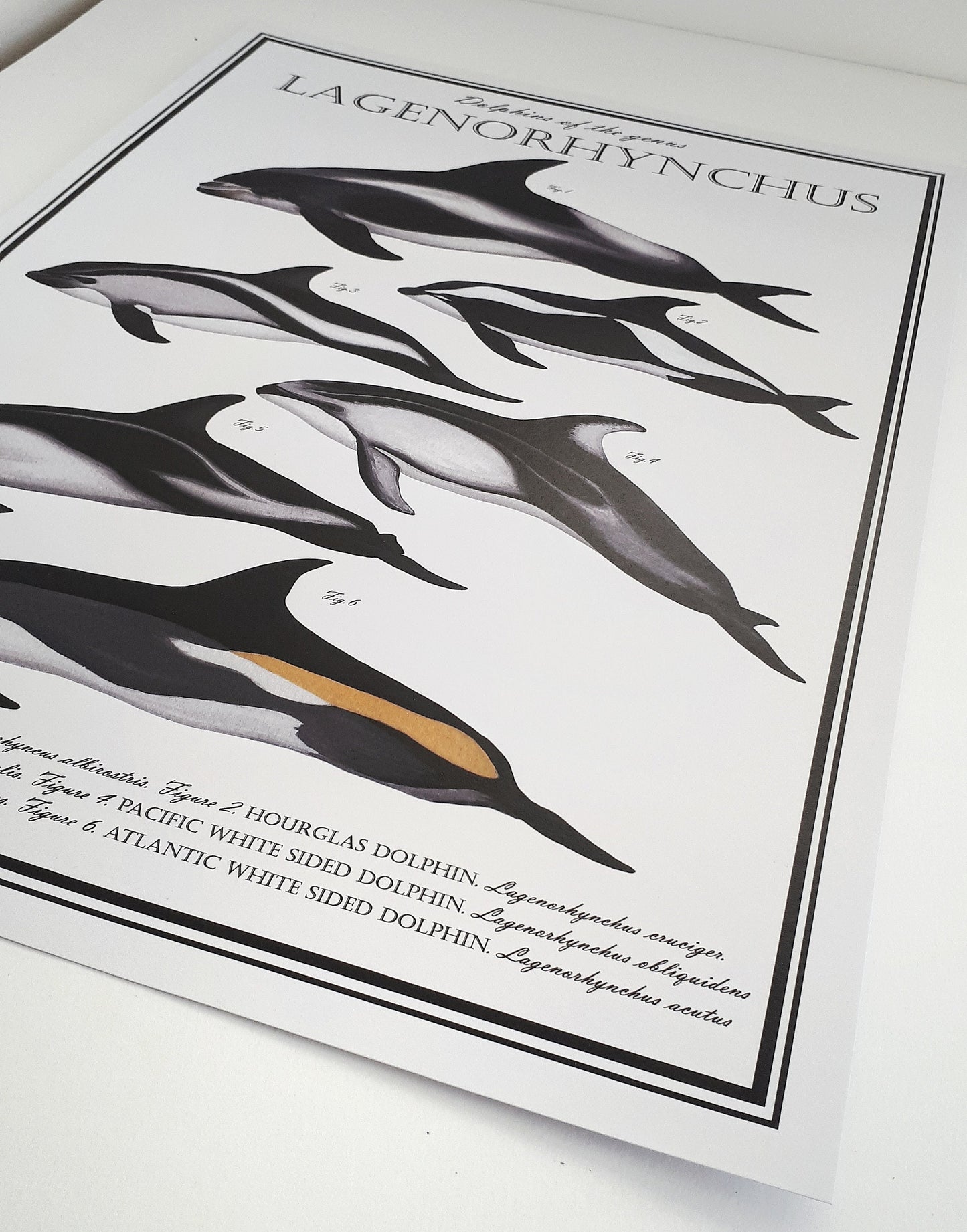 Lagenorhynchus Poster