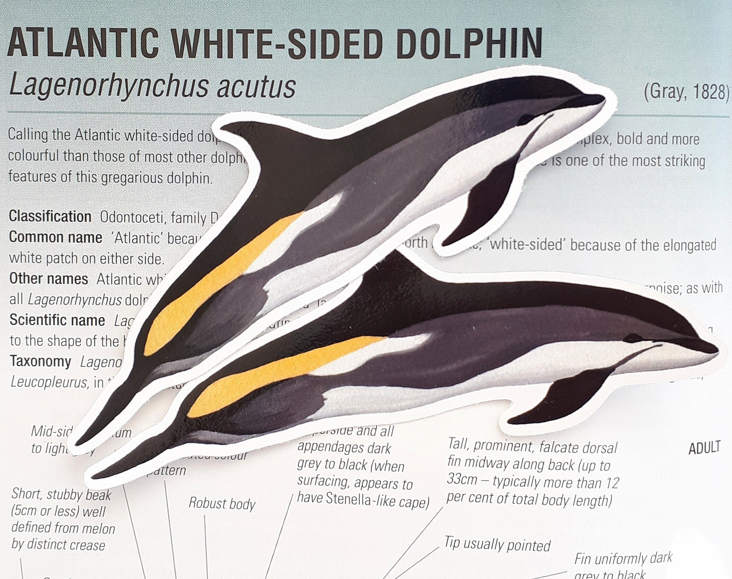 Atlantic White Sided Dolphin Sticker
