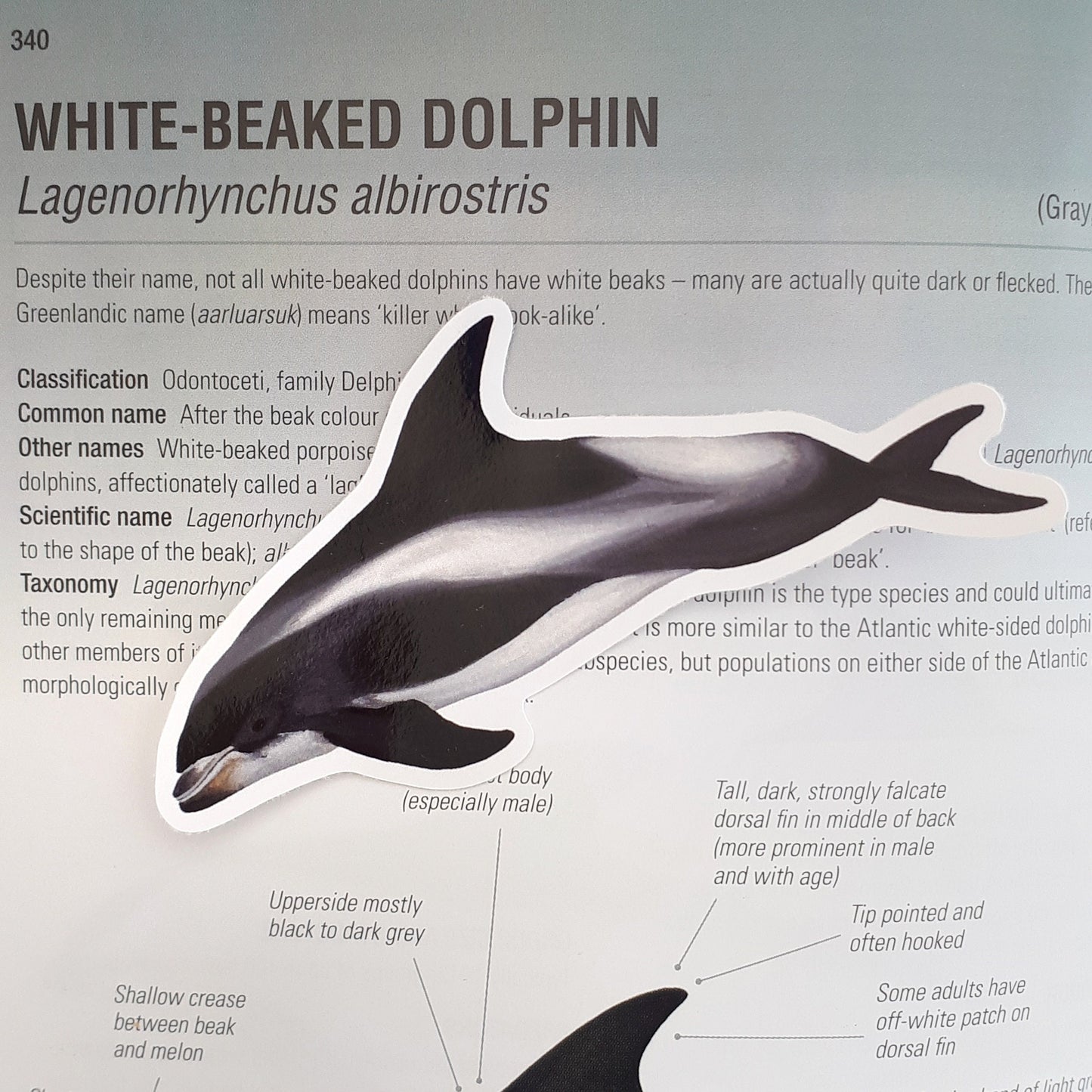 White Beaked Dolphin Sticker