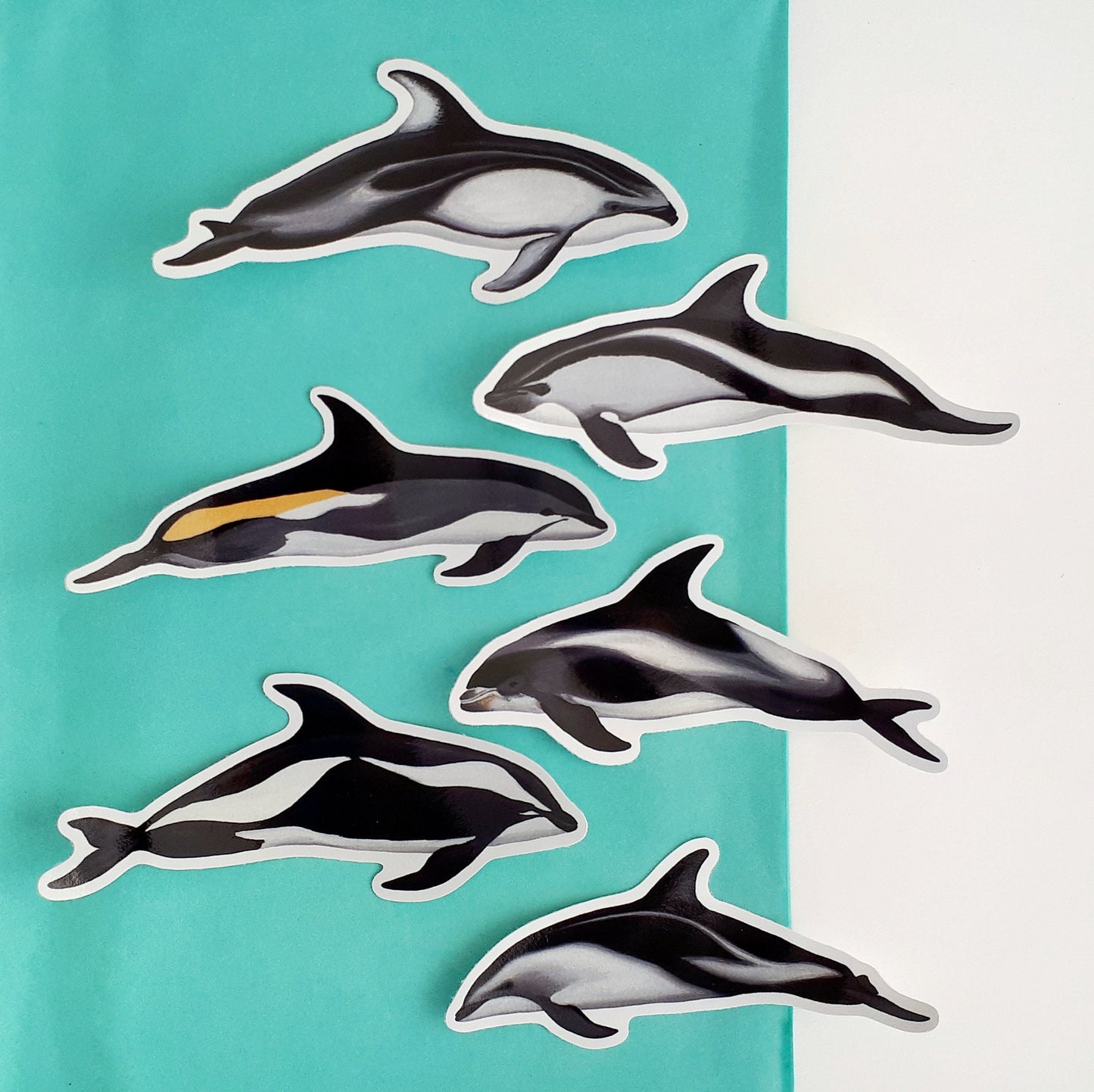 White Beaked Dolphin Sticker