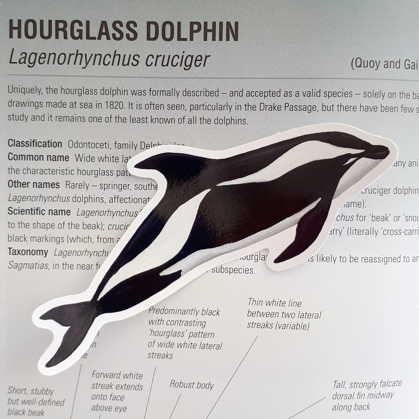 Hourglass Dolphin Sticker