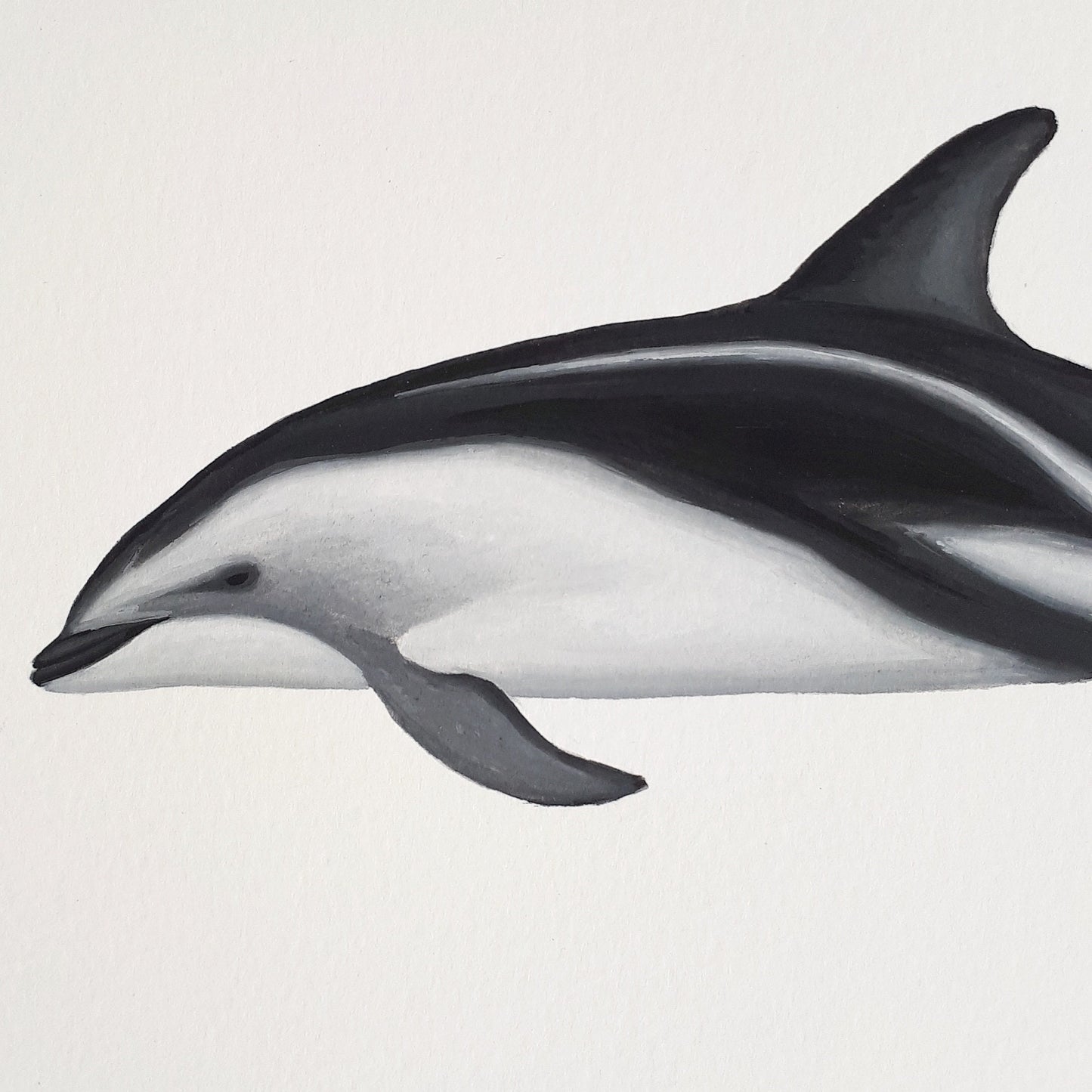 Dusky Dolphin