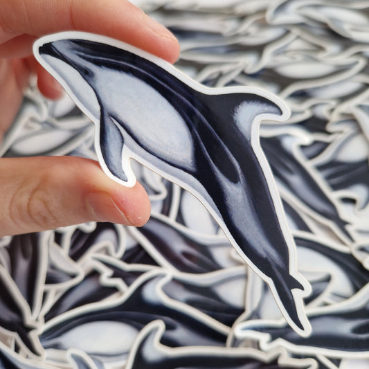 Pacific White Sided Dolphin Sticker