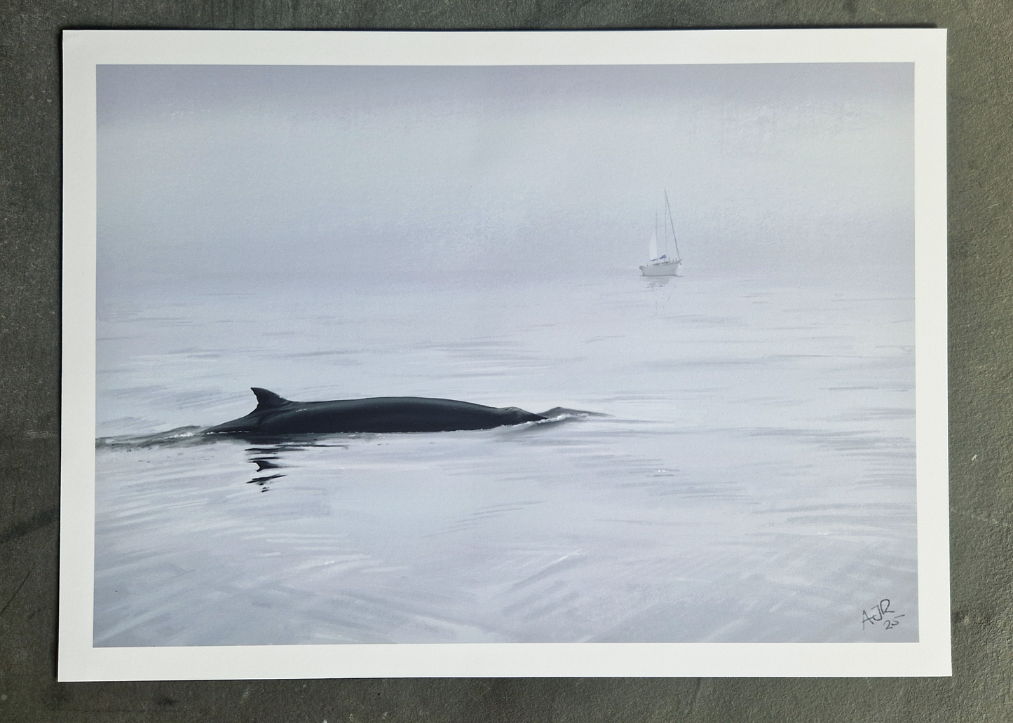 Minke Whale A4 Print Preorder