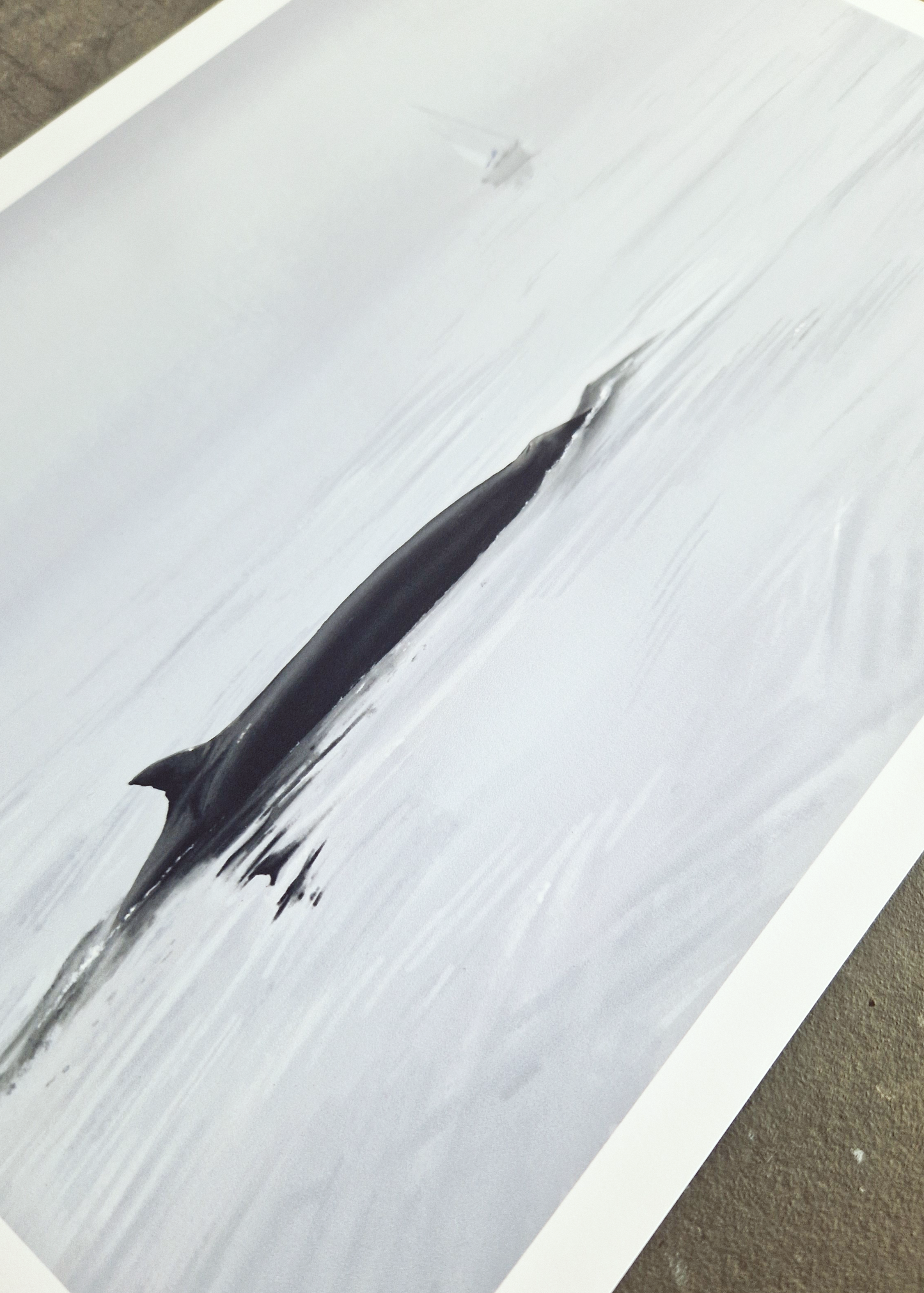 Minke Whale A4 Print Preorder