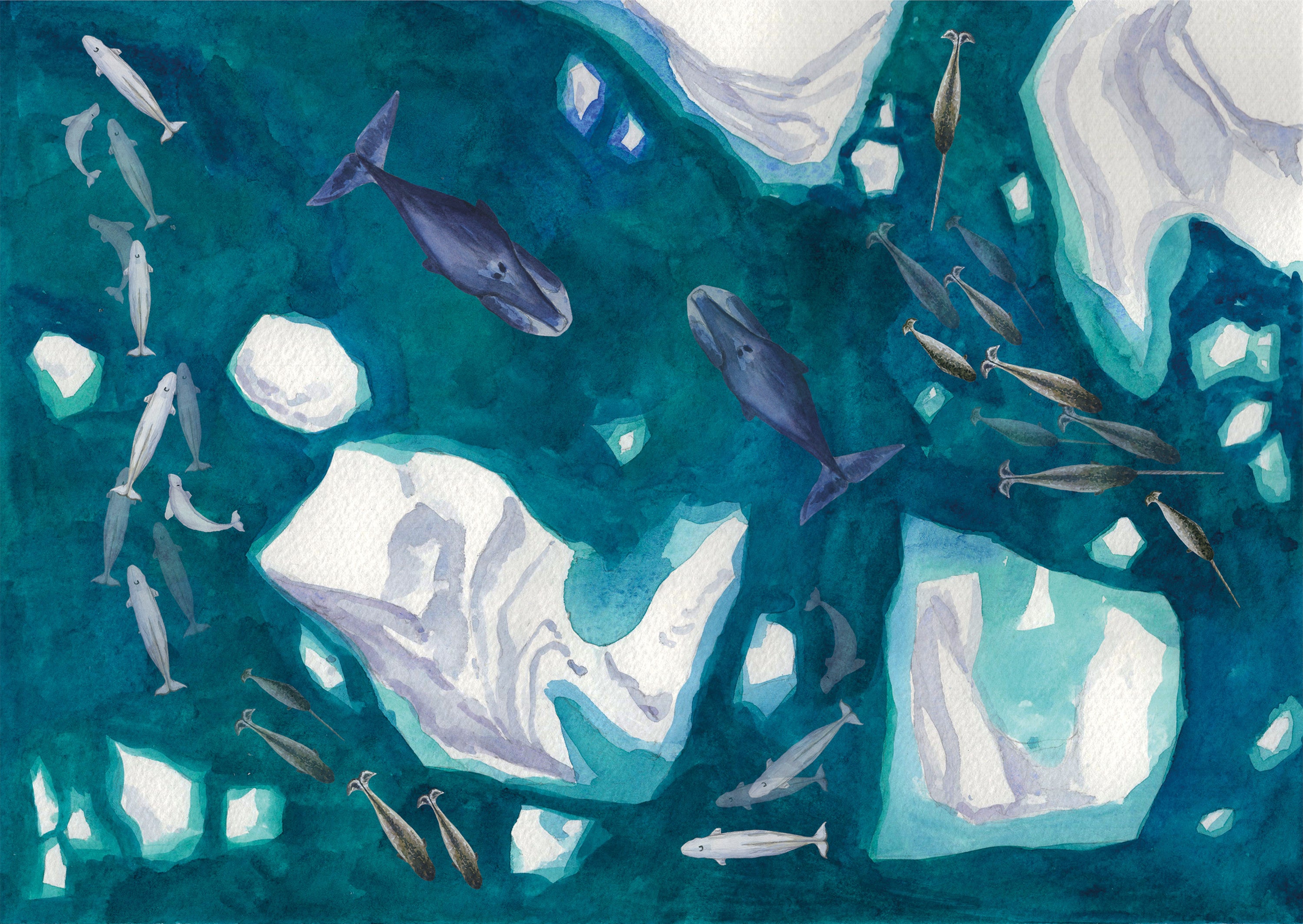Drone view of icebergs and arctic whales swimming in groups. The painting has been painted using watercolour paints. 