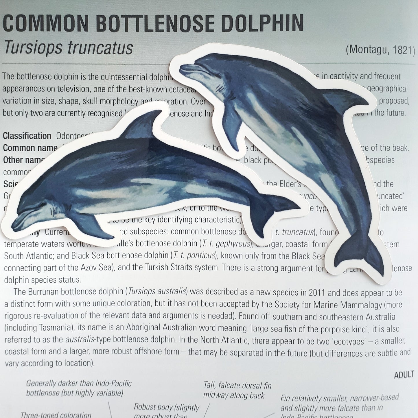 Bottlenose Dolphin Sticker