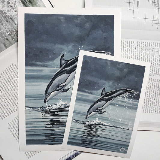 A5/A4 Giclée Print Leaping Pacific White Sided Dolphin