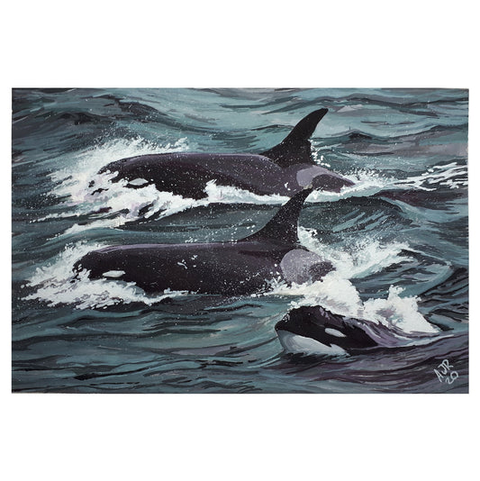 Type D Orcas Original Gouache Painting