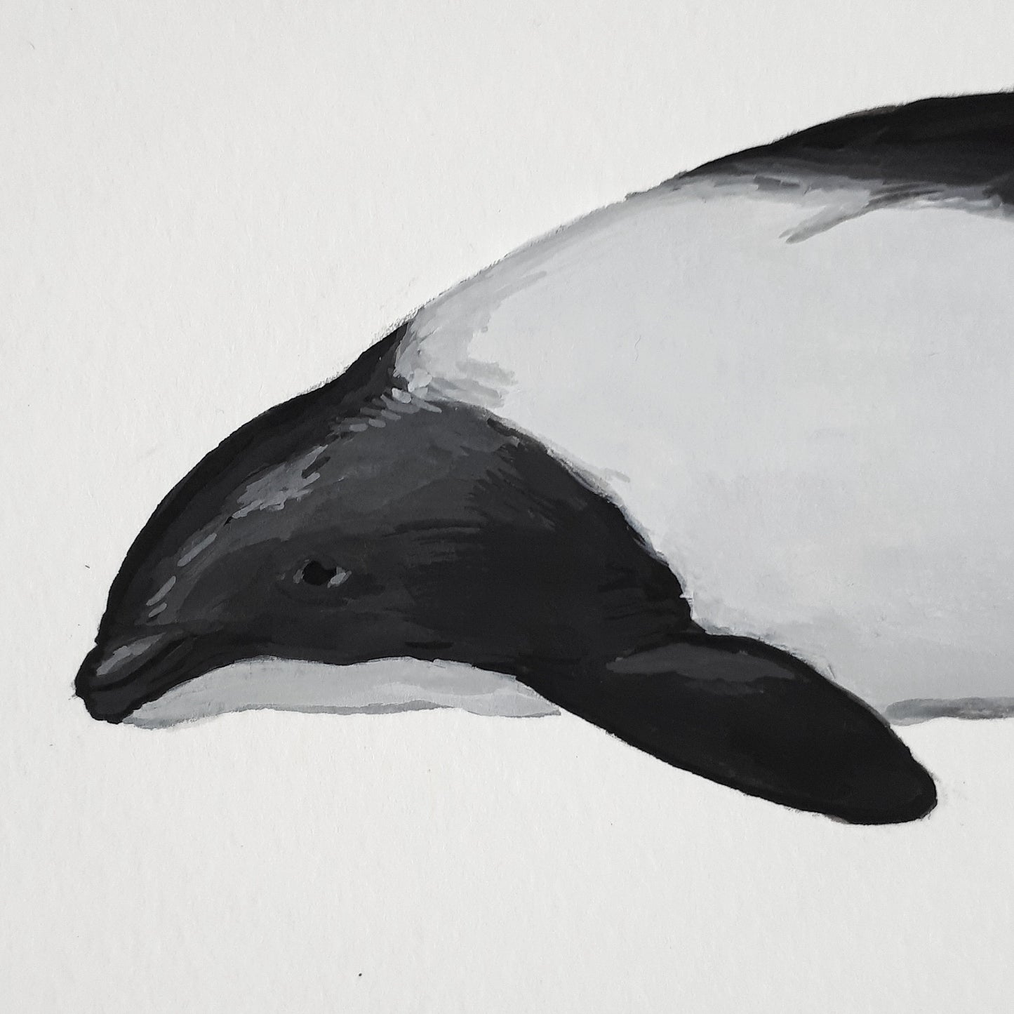 Commerson's Dolphin Gouache A5 Original Painting