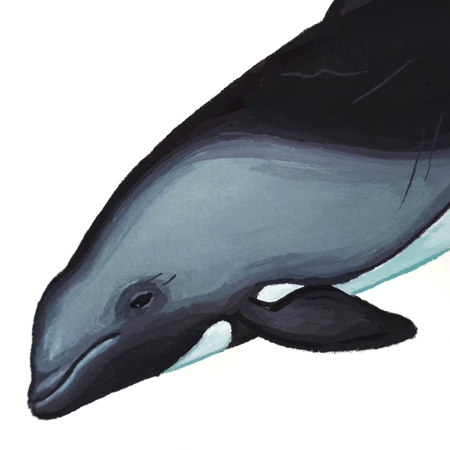 Heaviside's dolphin A5 Original Gouache Painting Wall Art