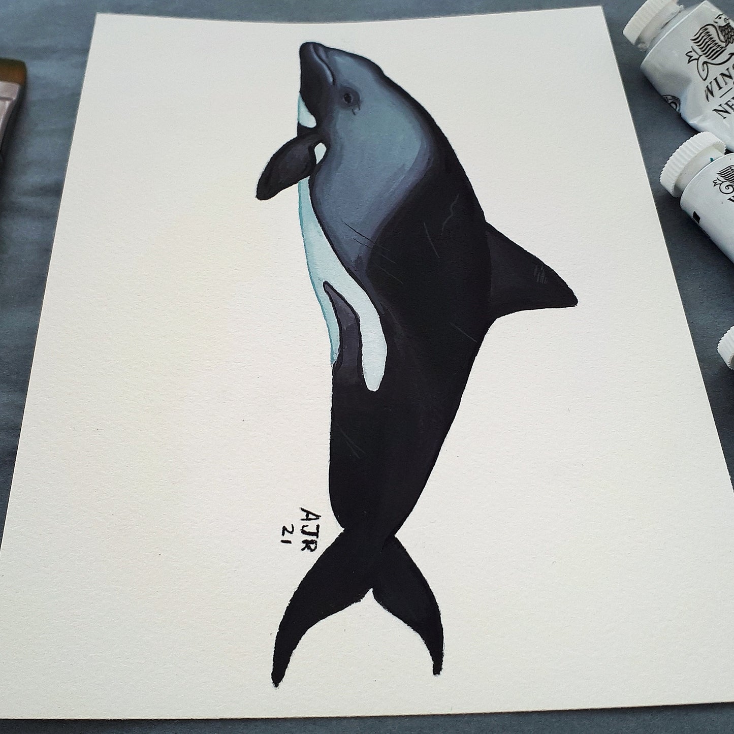 Heaviside's dolphin A5 Original Gouache Painting Wall Art