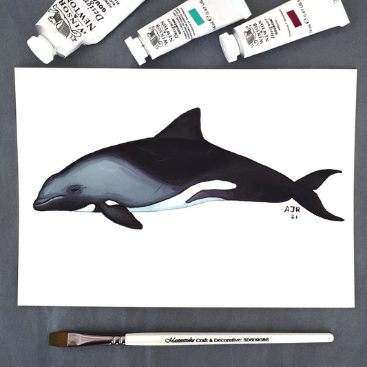 Heaviside's dolphin A5 Original Gouache Painting Wall Art