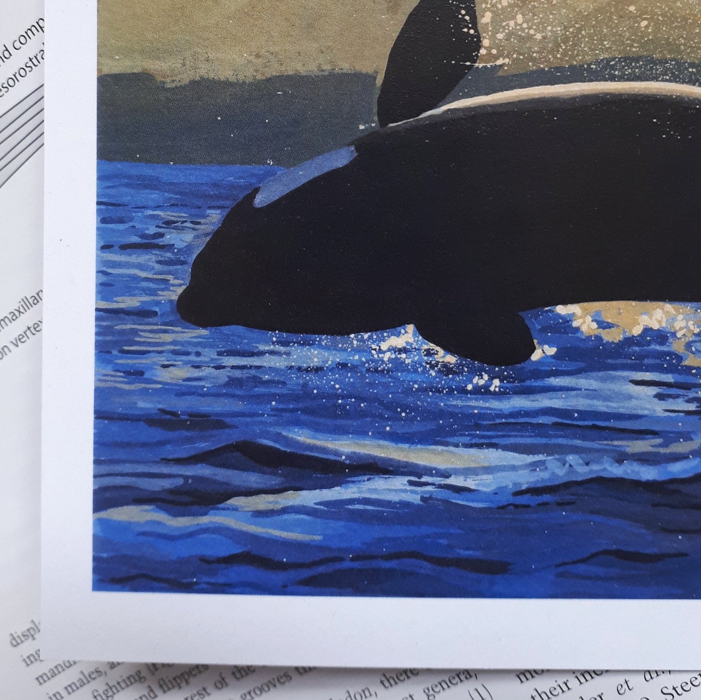 Leaping Orca A5 Print