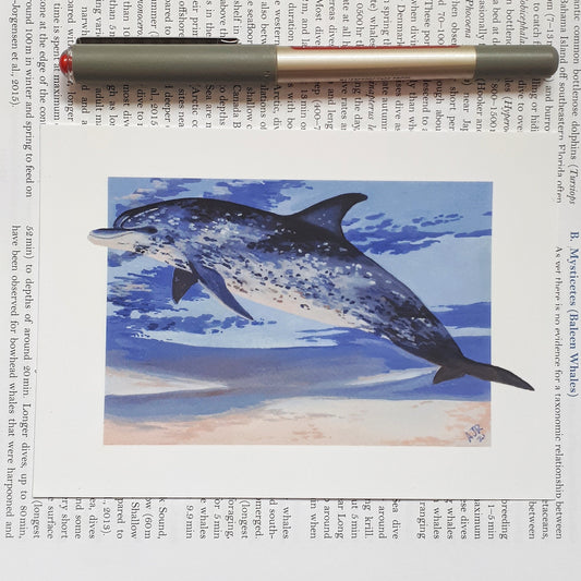 A6 Postcard, Spotted Dolphin in the Sky