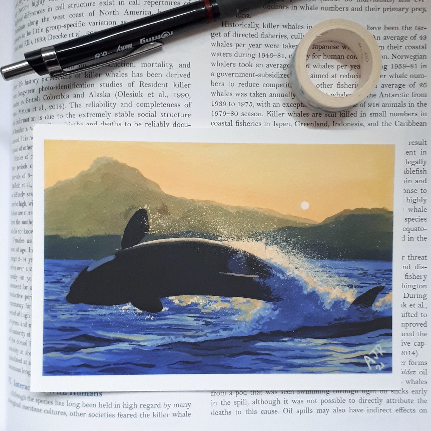 Leaping Orca A6 Postcard