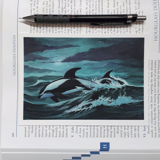 A6 Postcard, Hourglass Dolphins in Rough Seas