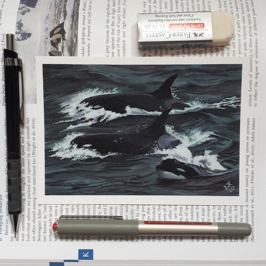 Type D Orcas A6 Postcard