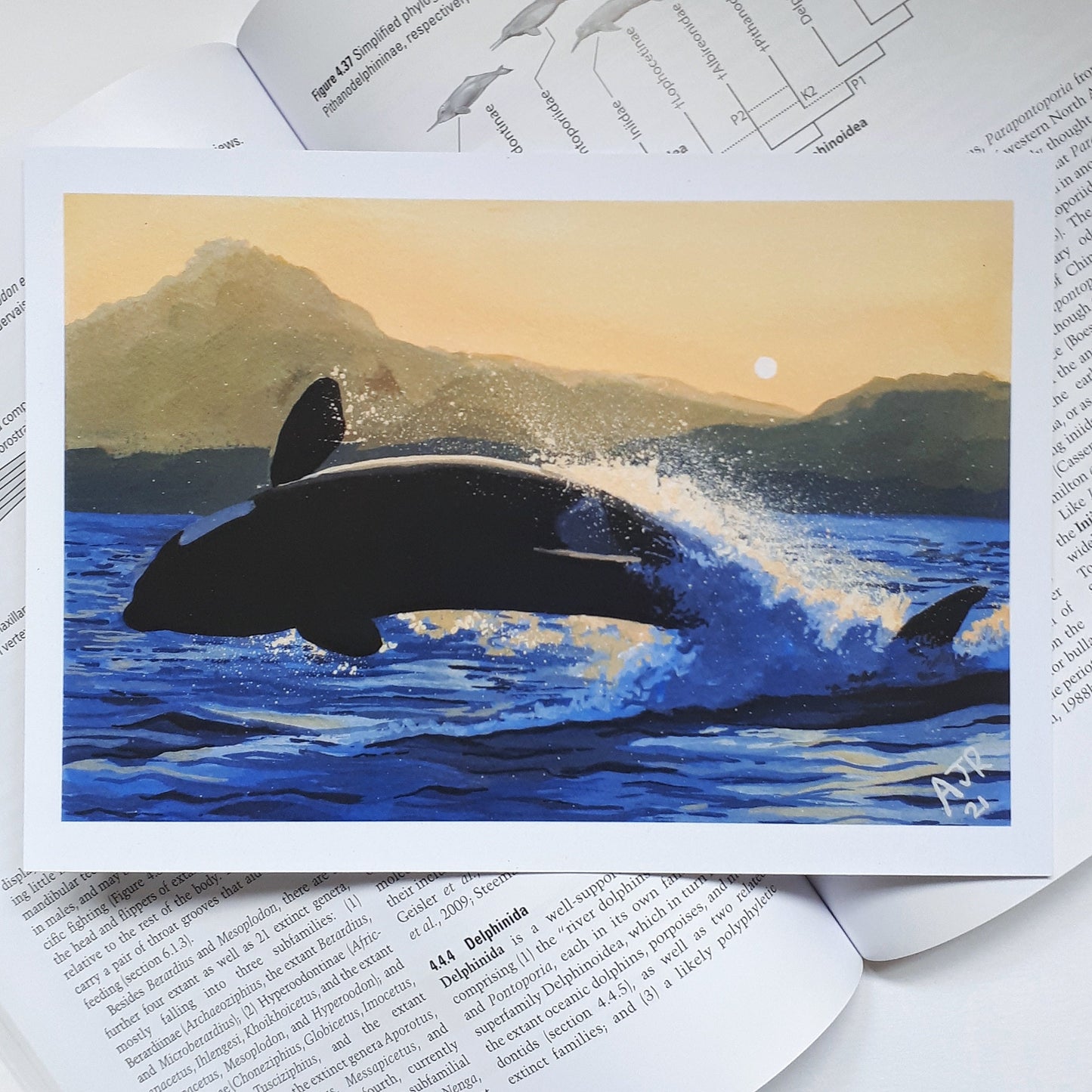 Leaping Orca A5 Print