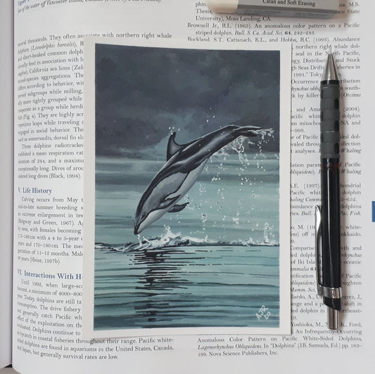 A6 Postcard, Leaping Pacific White Sided Dolphin