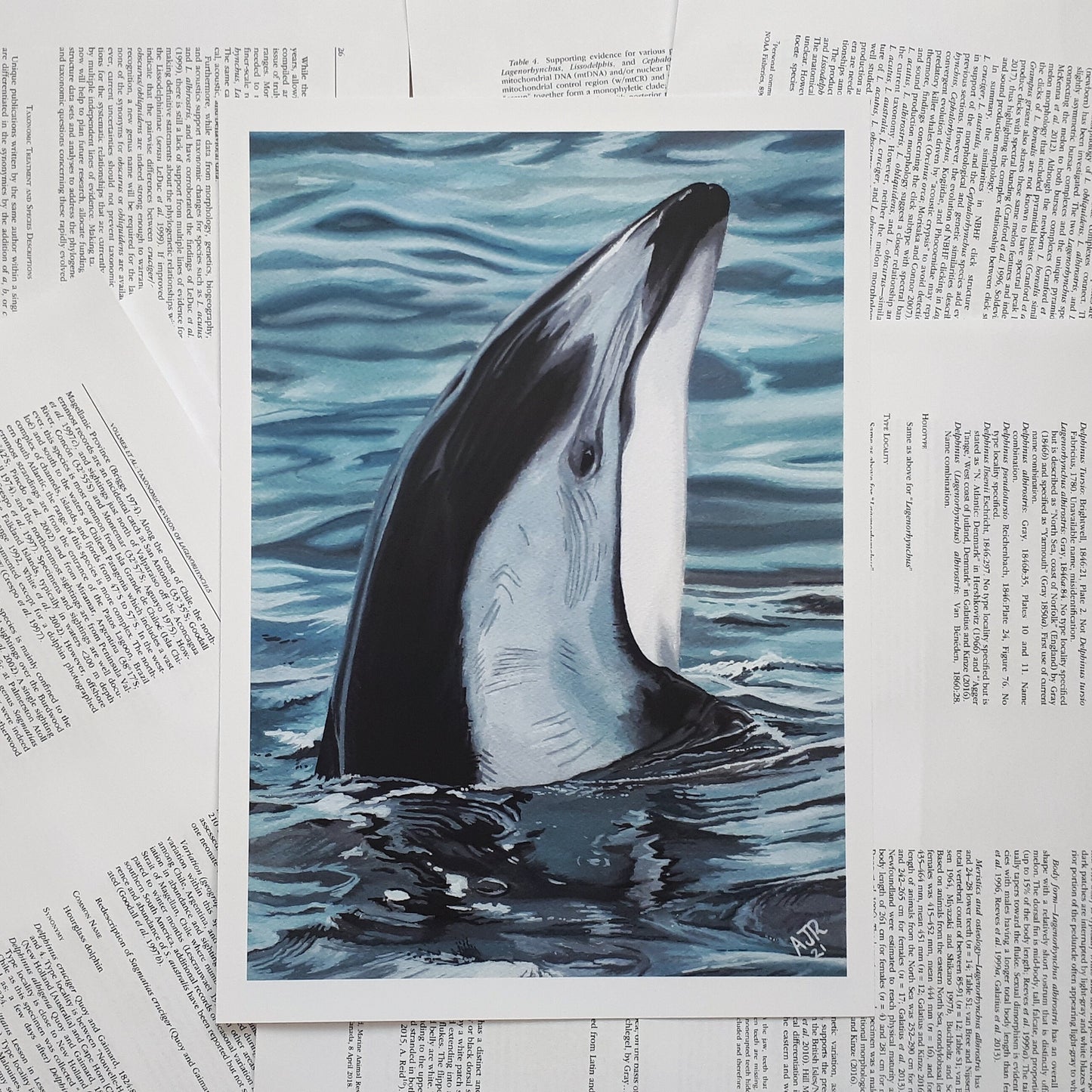 A4 Limited Edition Fundraiser Prints Pacific White Sided Dolphin