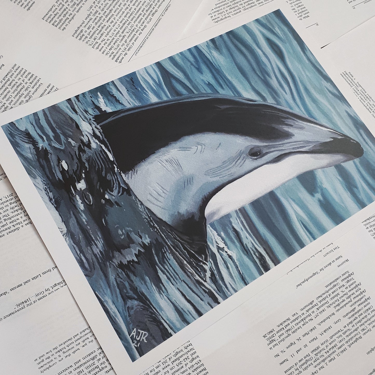 A4 Limited Edition Fundraiser Prints Pacific White Sided Dolphin