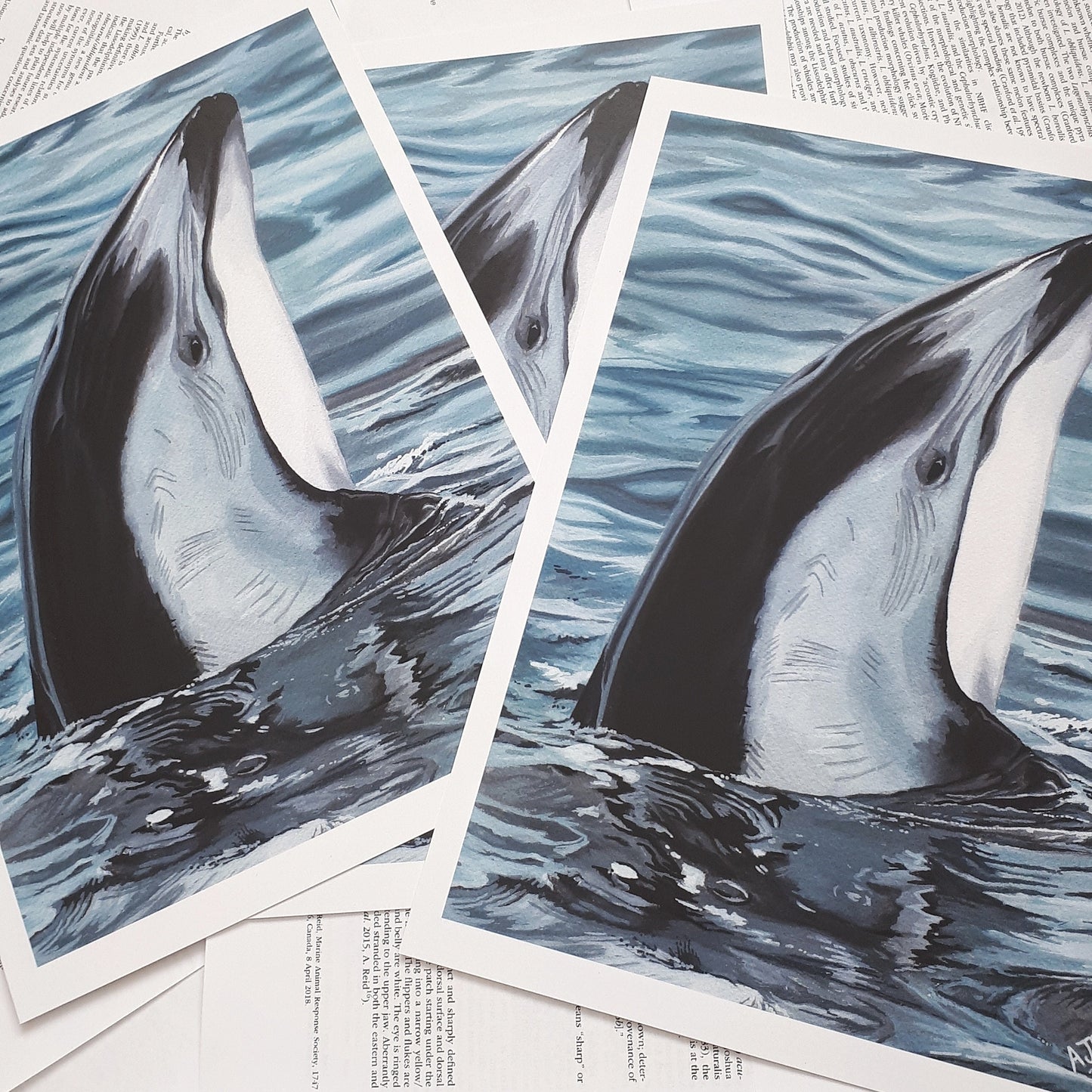 A4 Limited Edition Fundraiser Prints Pacific White Sided Dolphin