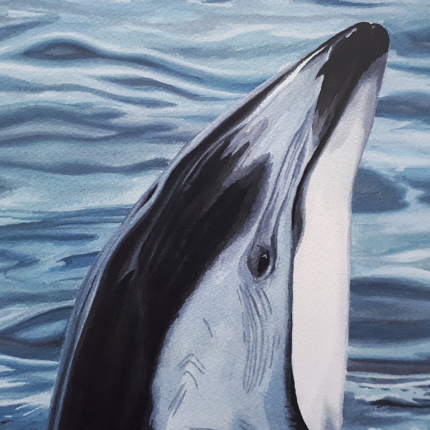 A4 Limited Edition Fundraiser Prints Pacific White Sided Dolphin