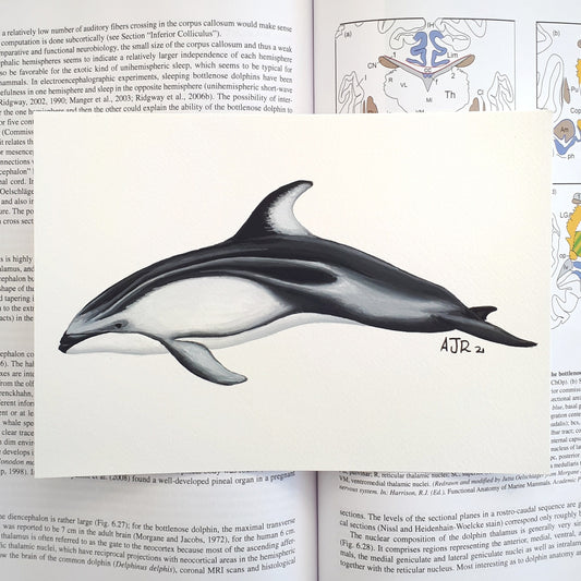 Pacific White Sided Dolphin A5 Original Painting